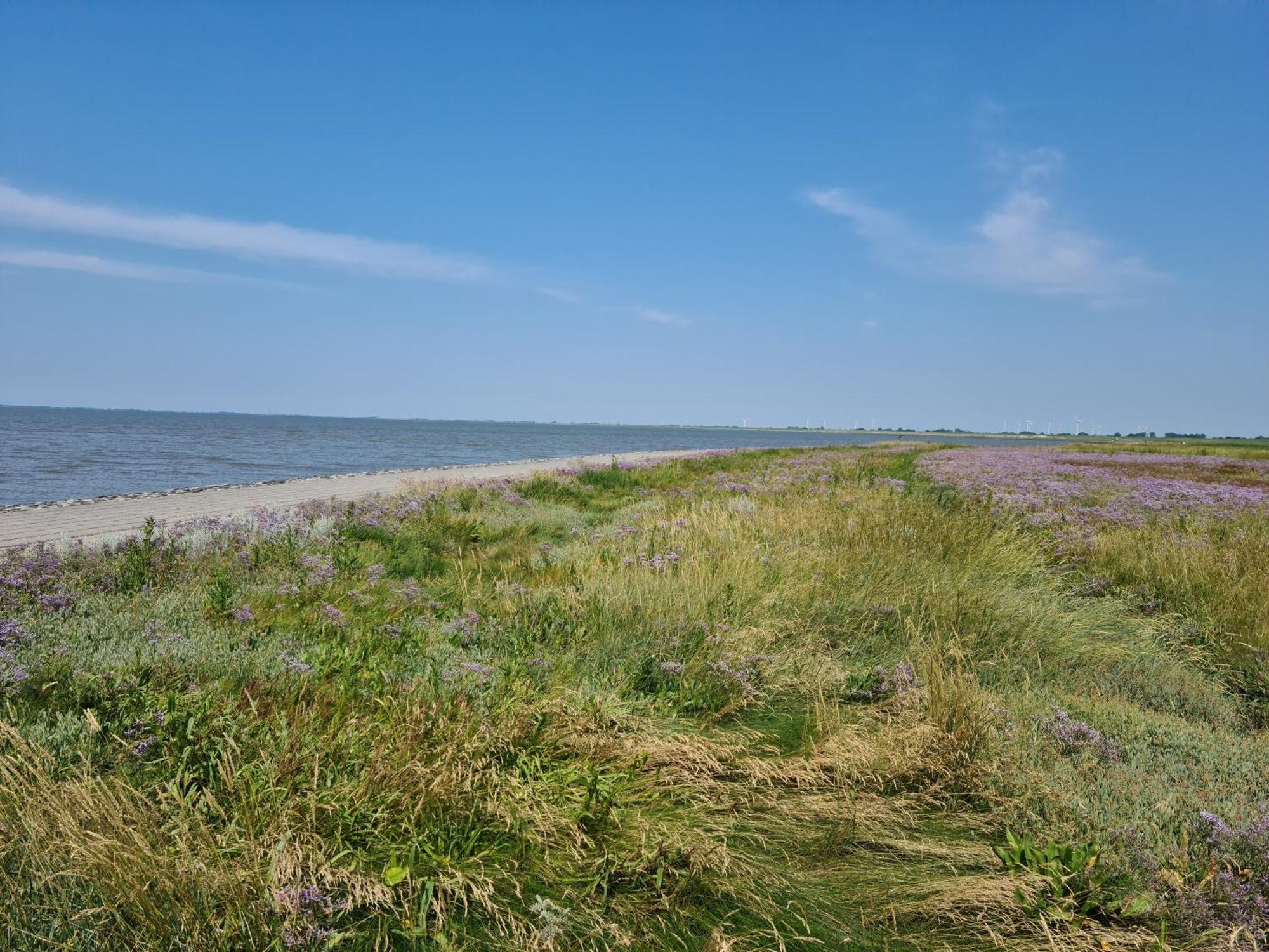 Haus Pudelwohl - Hundefreundliches Ferienhaus An Der Nordseekueste Sehestedt  Экстерьер фото
